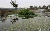 九里市民漢江公園(コスモス公園)
