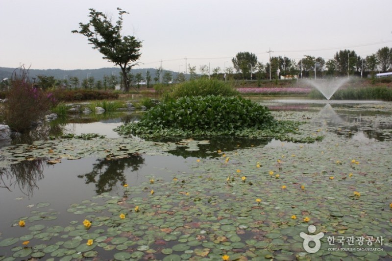 九里市民漢江公園(コスモス公園) (6/6)