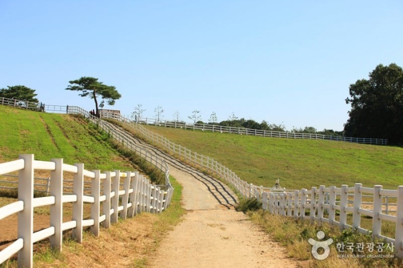 元堂種馬牧場（レッツランファーム元堂）（원당종마목장  (3/15)
