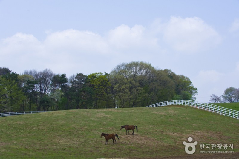 元堂種馬牧場（レッツランファーム元堂）（원당종마목장  (9/15)