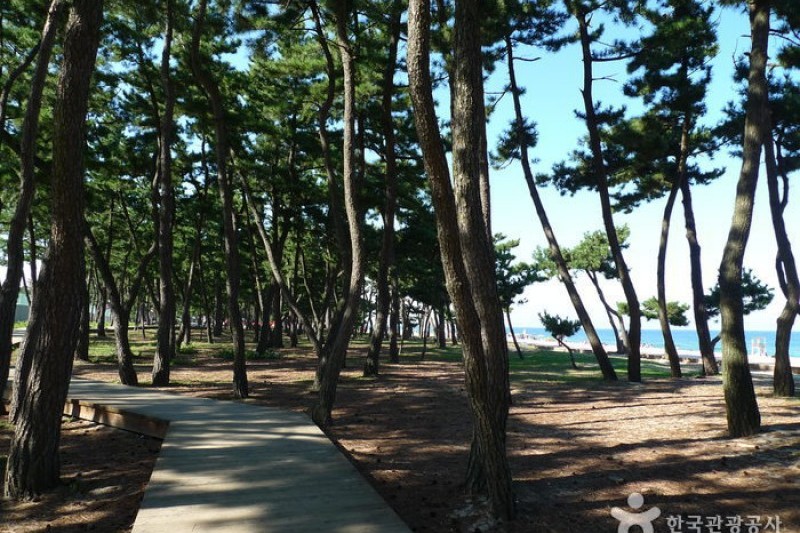 江陵 鏡浦海岸 (4/13)
