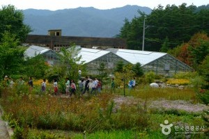 韓国自生植物園
