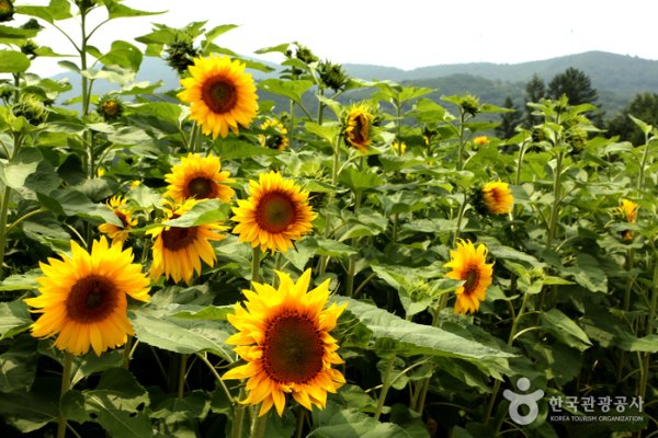 太白ひまわり祭り