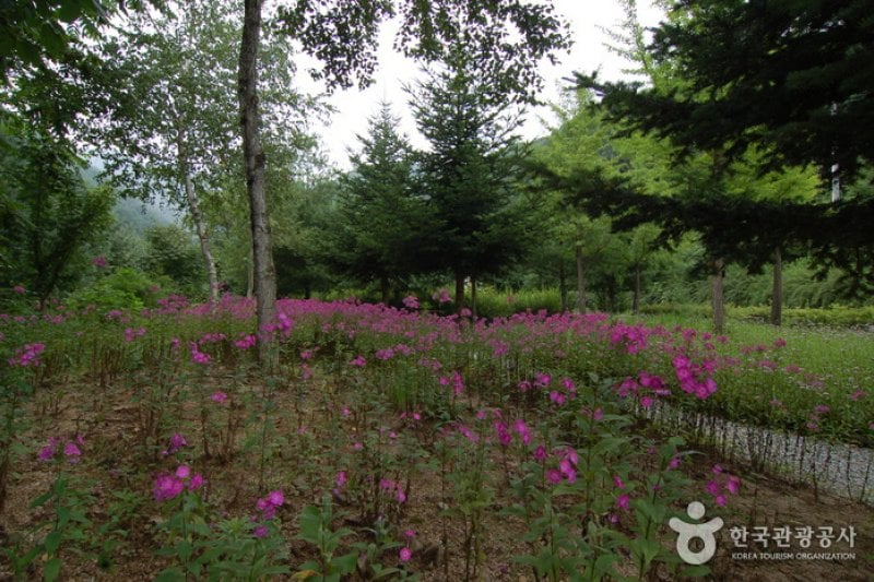 加里山自然休養林（가리산자연휴양림） (1/22)