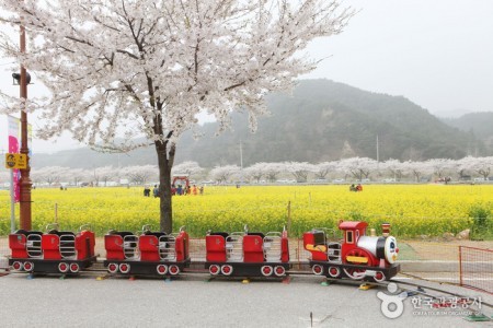 三陟孟芳菜の花祭り