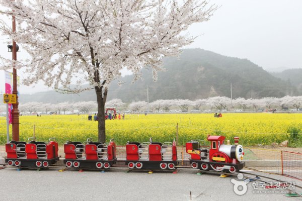 三陟孟芳菜の花祭り