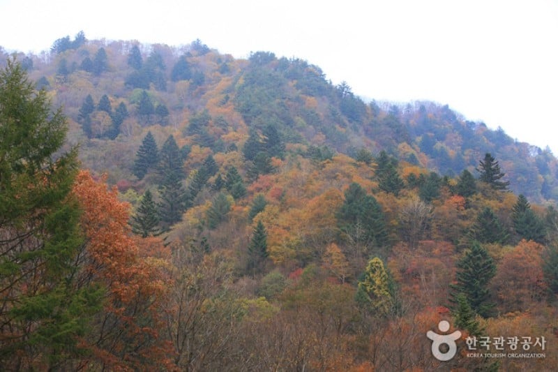 五台山国立公園 (9/10)