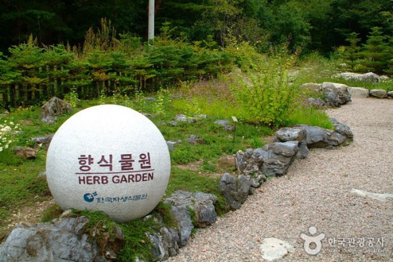 韓国自生植物園 (7/22)