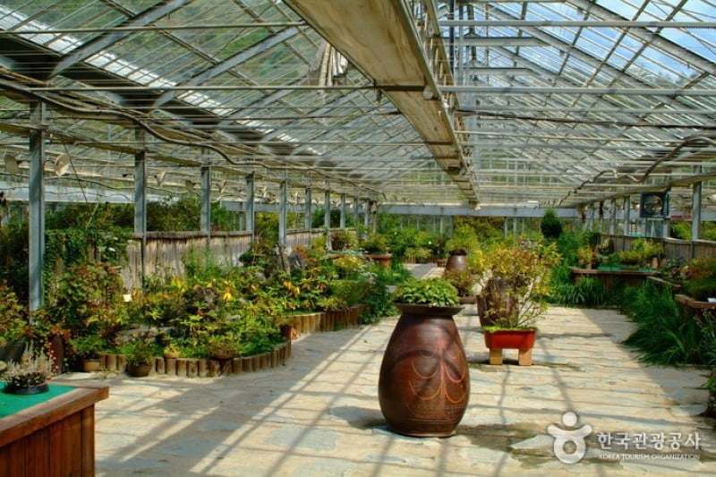 韓国自生植物園 (19/22)