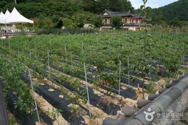韓国伝統飲食文化体験館 静江園 (13/15)