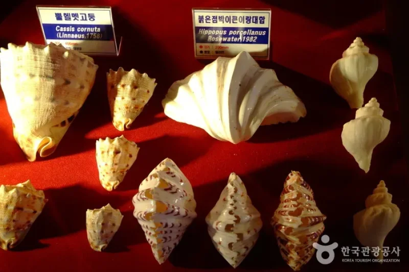 花津浦海洋博物館 (5/9)
