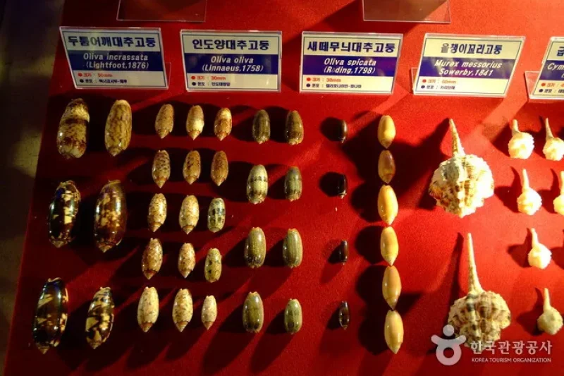 花津浦海洋博物館 (6/9)