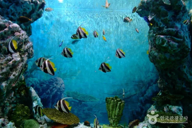 花津浦海洋博物館 (8/9)