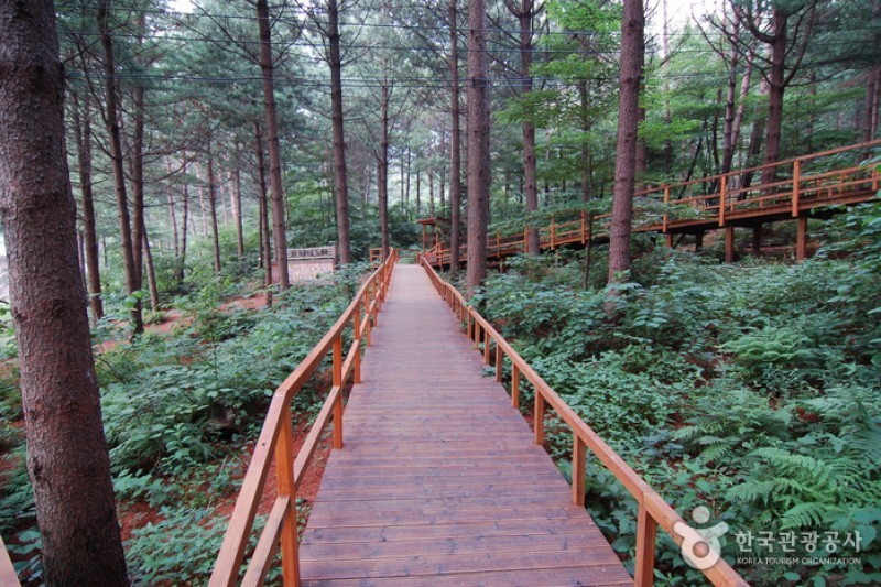 青太山自然休養林 (30/36)