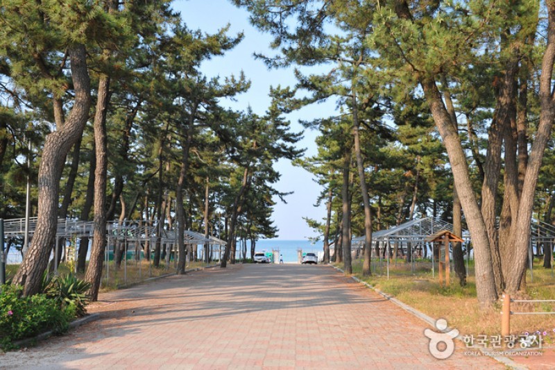 連谷海岸（連谷海水浴場）（연곡해변 (5/11)