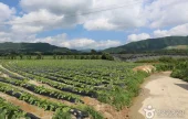パンチボウル