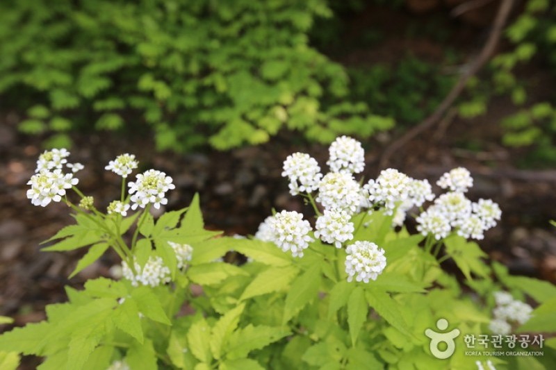 太白高原自然植物園 (4/5)