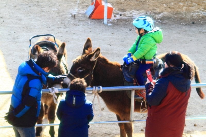 洪川江コンコン祭り (4/8)