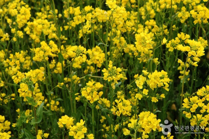 三陟孟芳菜の花祭り (3/15)