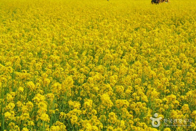 三陟孟芳菜の花祭り (14/15)