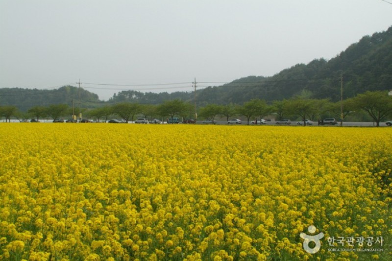三陟孟芳菜の花祭り (15/15)