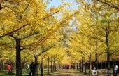 洪川 銀杏の森