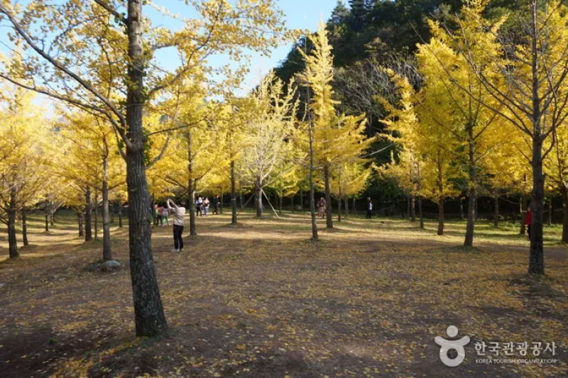 洪川 銀杏の森 (21/24)