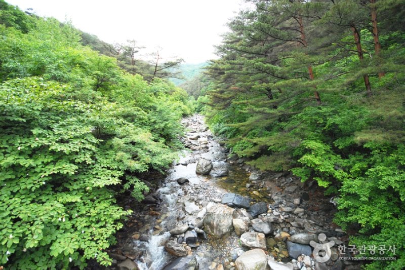 国立加里王山自然休養林 (3/20)