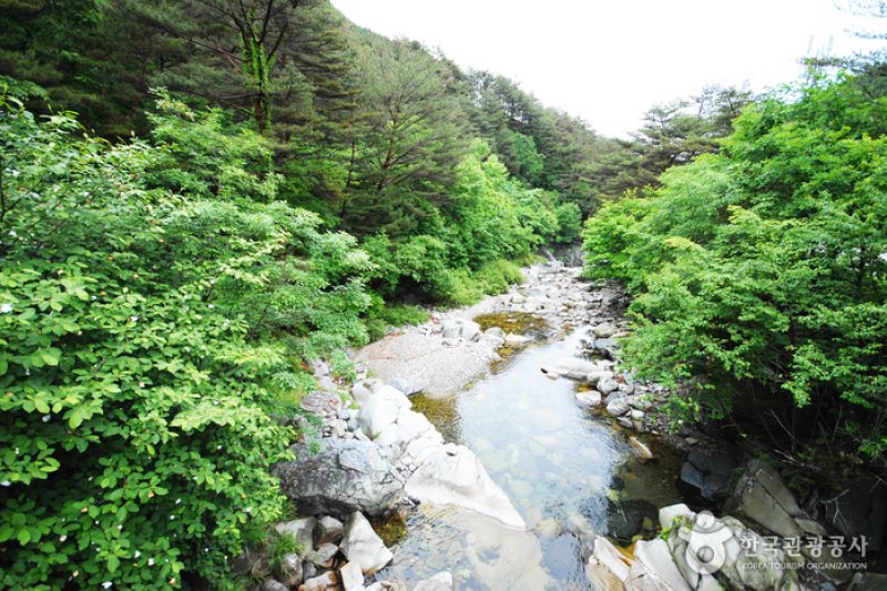国立加里王山自然休養林 (4/20)