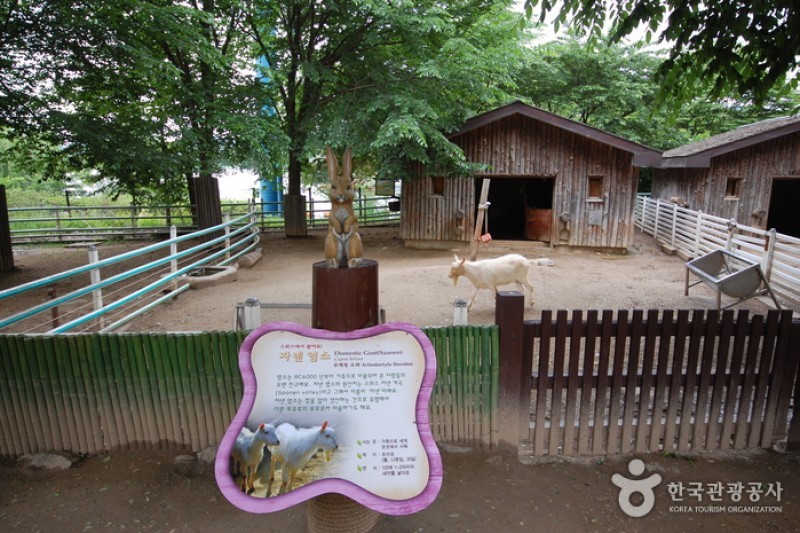 ソウル大公園子ども動物園 (4/6)