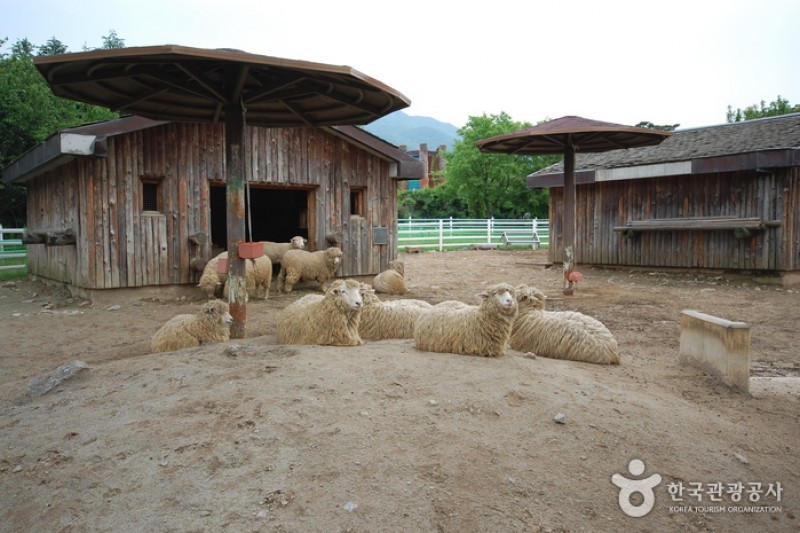 ソウル大公園子ども動物園 (5/6)