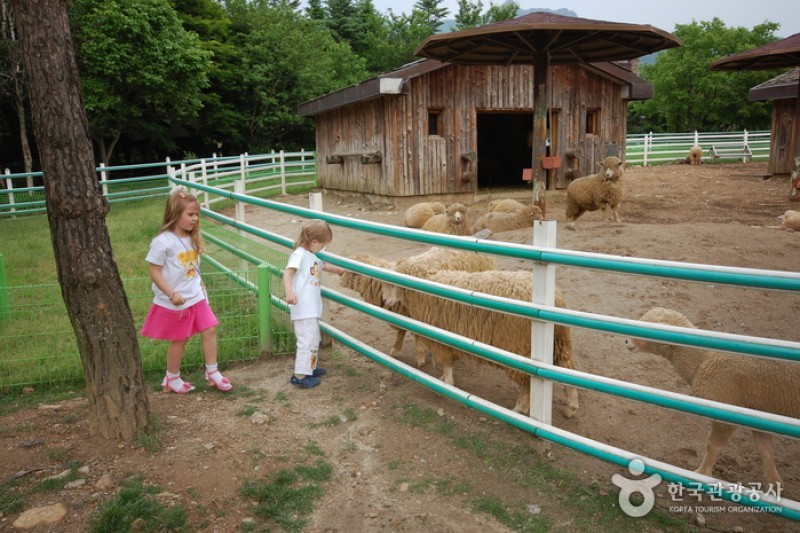 ソウル大公園子ども動物園 (6/6)