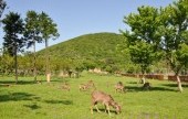 ノロジカ生態観察園