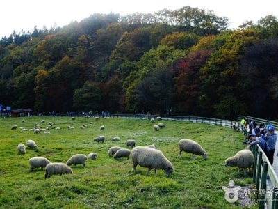 大関嶺羊牧場