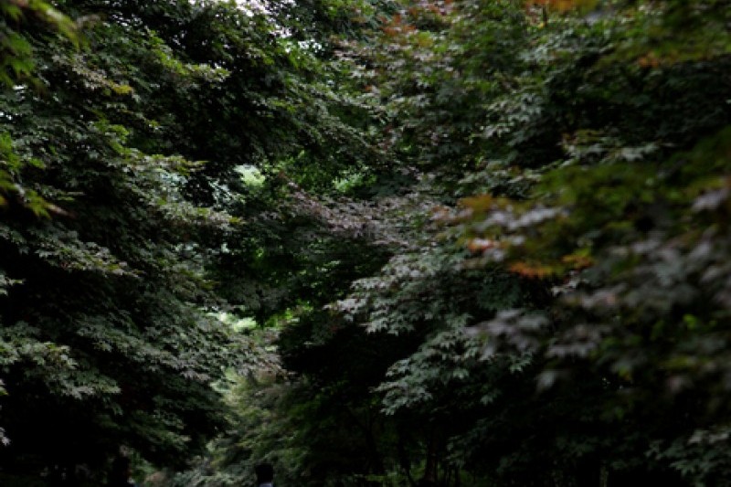 馬耳山道立公園 (11/22)