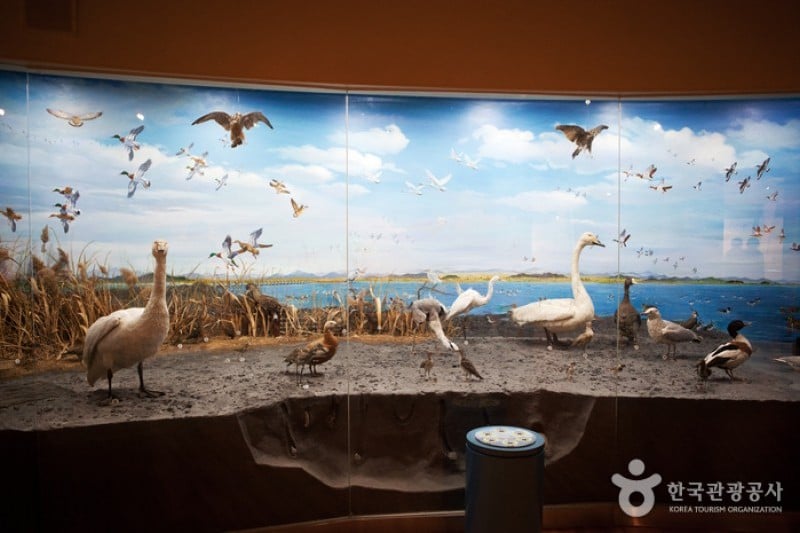 錦江渡り鳥展望台 (3/3)