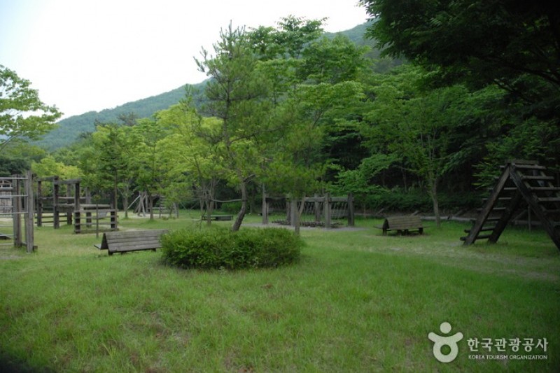 高山自然休養林 (6/23)