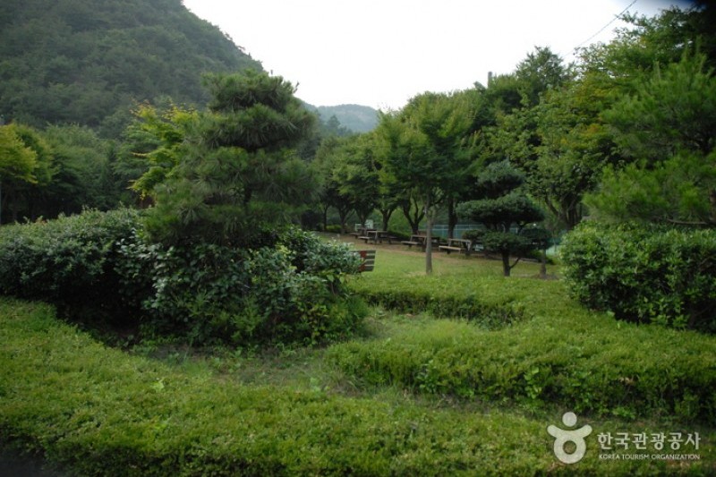高山自然休養林 (8/23)
