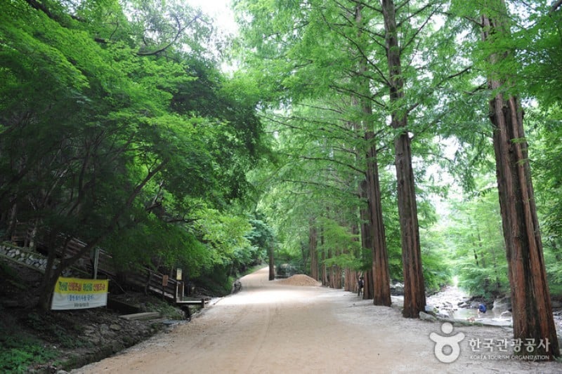 剛泉山郡立公園 (6/11)