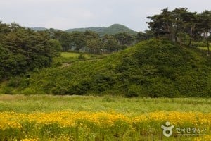 玉井湖チョウセンノギクテーマ公園