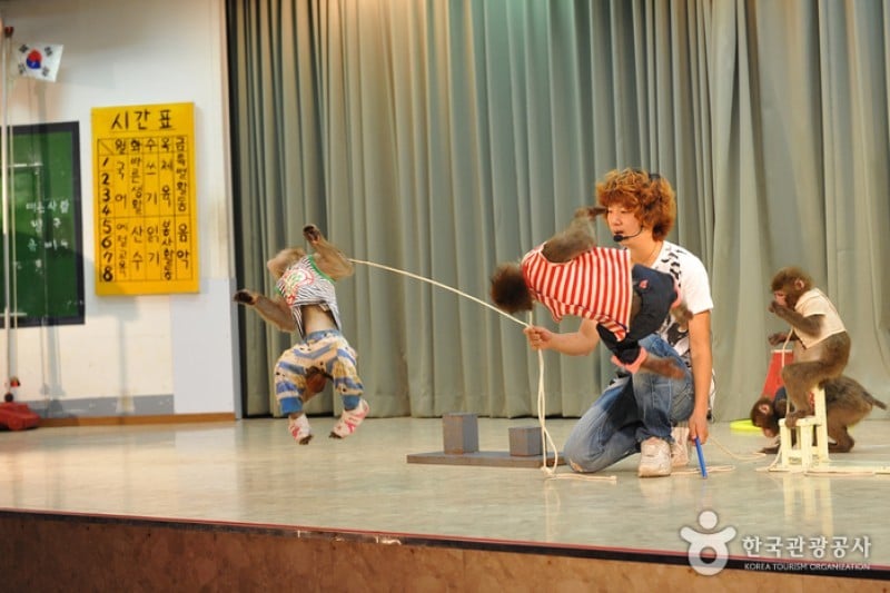 扶安 お猿の学校 自然史博物館 (2/25)