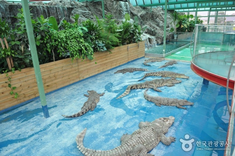 扶安 お猿の学校 自然史博物館 (6/25)