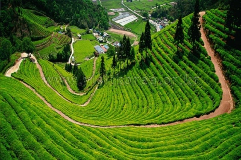 宝城茶畑 大韓茶園 (1/7)