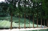 宝城茶畑 大韓茶園