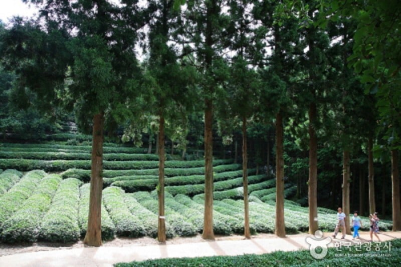 宝城茶畑 大韓茶園 (3/7)