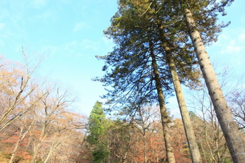 仙岩寺 (17/21)
