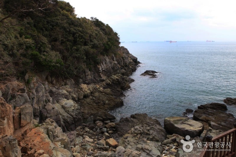 梧桐島 (1/20)