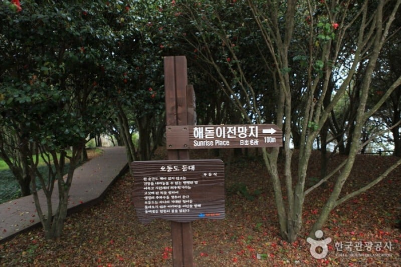 梧桐島 (15/20)