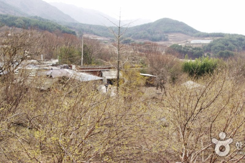 求礼 山茱萸村 (2/10)