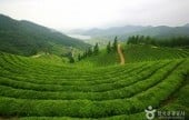 ポッチェ茶園